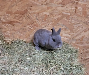 Farbenzwerg Häsin 4 Jahre alt