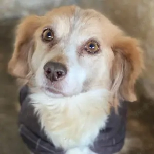  Milona, geb. ca. 10 2020, lebt in GRIECHENLAND, auf einer privaten Pflegestelle 