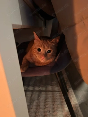 Zwei liebe Katzen suchen ein neues Zuhause   