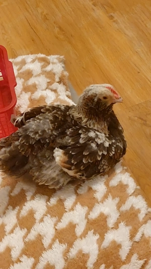 Junghahn sucht neuen Wirkungskreis