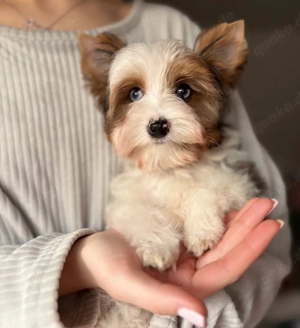 Biewer Yorkshire Rüde Exklusives