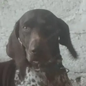 Venari, geb. ca. 04 2024, lebt in GRIECHENLAND, auf einer privaten Pflegestelle 