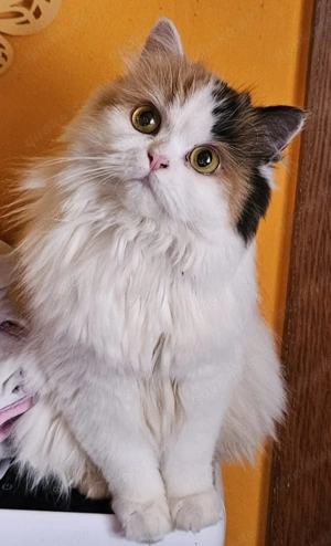 Blh Kitten 12 Wochen alt 