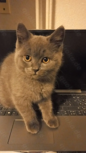 BZK Kitten Britisch Kurzhaar Kitten 