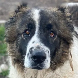 Marla, geb. ca. 06 2020, lebt in GRIECHENLAND, im städt. Tierheim Serres 