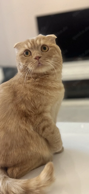 Bkh Kater Brüder Katze 