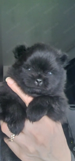 Pomeranian Bärchen 
