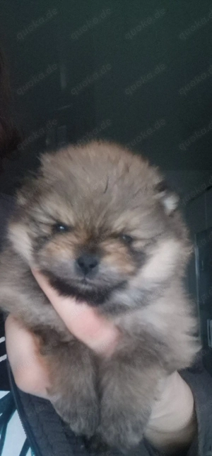 Pomeranian Bärchen 