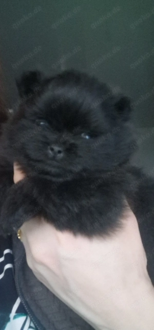 Pomeranian Bärchen 