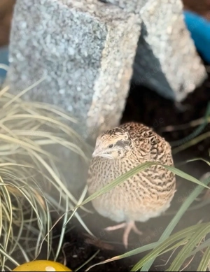 Wachteln Bruteier Französische Mastwachteln