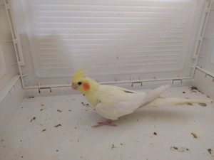 Nymphensittich Henne vom Mai 2025