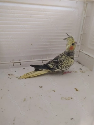 Nymphensittich Henne vom Mai 2025