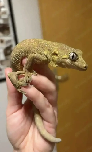 Rhacodactylus chahoua   Flechtengecko