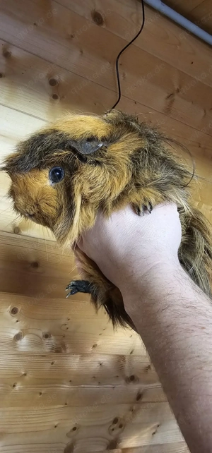 Meerschweinchen Böckchen