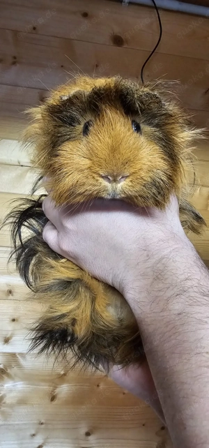 Meerschweinchen Böckchen Bild 3