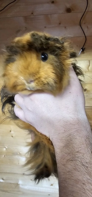 Meerschweinchen Böckchen Bild 2