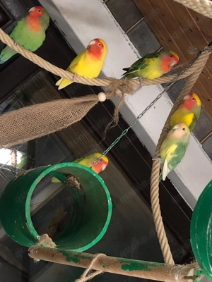 Agaphonieden (Art Papageien)zu verkaufen 