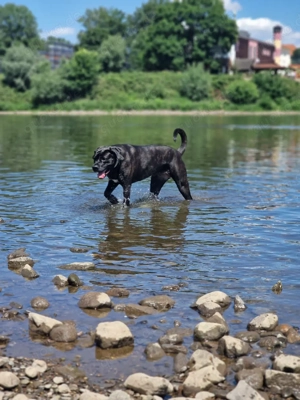    Cane Corso Hündin, 8  Jahre   ruhig, lieb & kinderfreundlich