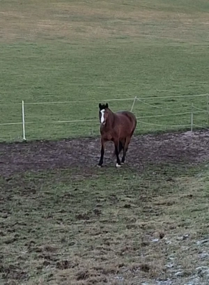 Pflegebeteiligung für meine Stute gesucht