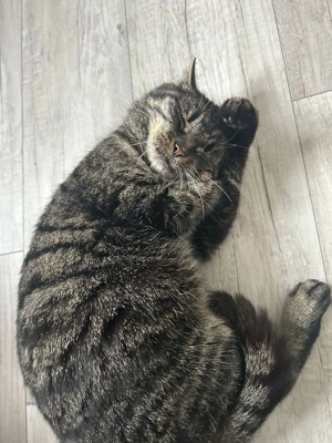 Einzelprinzessin Maxima sucht ihren Thron # Tierschutz  Bild 2