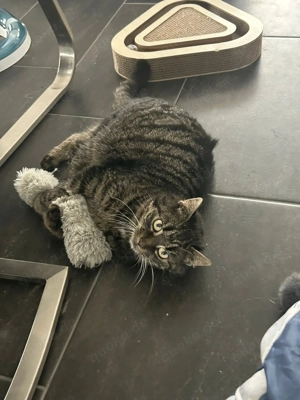 Einzelprinzessin Maxima sucht ihren Thron # Tierschutz 