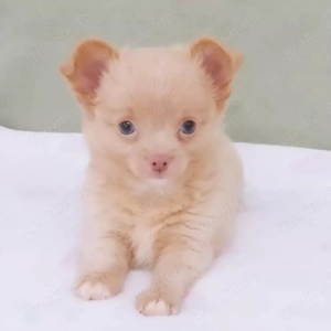 Gesunde Chihuahua-Welpen. Rüde