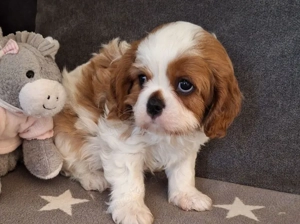 Süße Cavalier King Charles Welpen