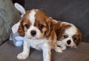 Süße Cavalier King Charles Welpen
