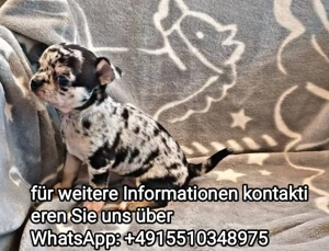 Gesund Chihuahua welpen 