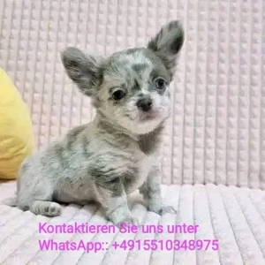 Reinrassig Chihuahua Welpen , liebevoll aufgezogen