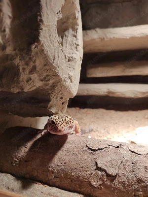 Leopardgecko abzugeben Bild 3