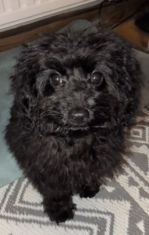 Zwergpudel, kleine feine Dame