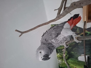 Flugunfähiges Mädchen 