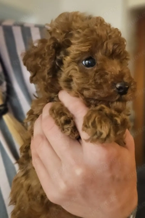 zwerg   toy pudel letztes weibchen sucht liebevolles zuhause 