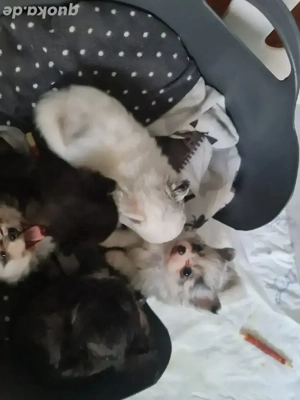 Süße welpen mit tiger Prägung und andere Fellfarben w. und m.