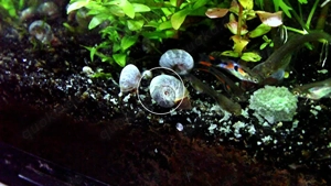 Blaue Posthornschnecke, ab 1  (Versand, Abholung)