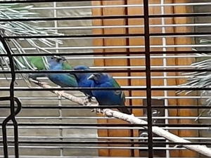 Blaugrüne Papageiamadinen, 2 Paare