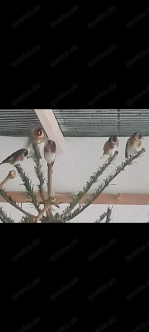 stieglitz europäische Hähne 