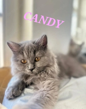 süße Katze (Ragdoll&BKH Mischling) in liebevolle Hände abzugeben