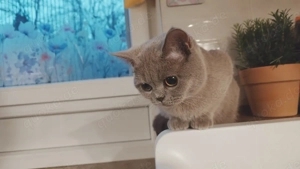 Süße Britisch Kurzhaar BKH 9 Monate jung