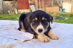 Zuhause gesucht für Bjarne