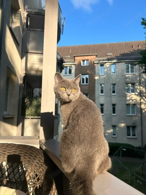 Bkh Katze sucht neues Zuhause 