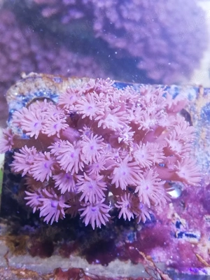 Meerwasser Goniopora LPS 