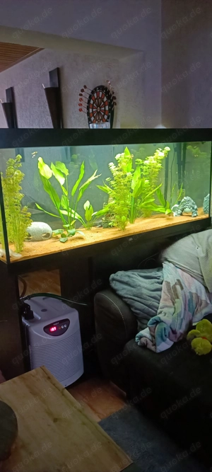 Axolotl paar zu verkaufen 