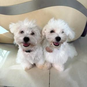 Malteserwelpen verfügbar. WhatsApp: 017668441254