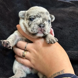 Französische Bulldogge verfügbar (WhatsApp) 017668441254 Niedliche kleine Welpen, Rüden und Hündinne
