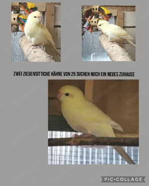 Ziegensittiche  von 2025