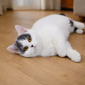 Britisch Kurzhaar white blue