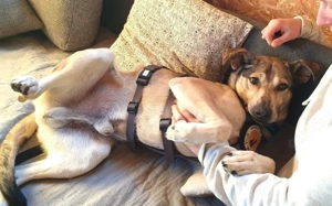 Janeiro sucht ein vertrauensvolles Zuhause. Bild 3