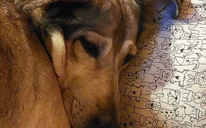 Janeiro sucht ein vertrauensvolles Zuhause. Bild 2